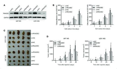 Rnase2 Overexpression Promotes The Proliferation Of U87 Mg And U251