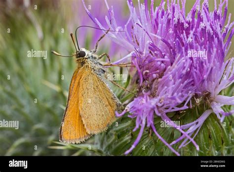 Female Small Skipper Butterfly Thymelicus Sylvestris Feeding On