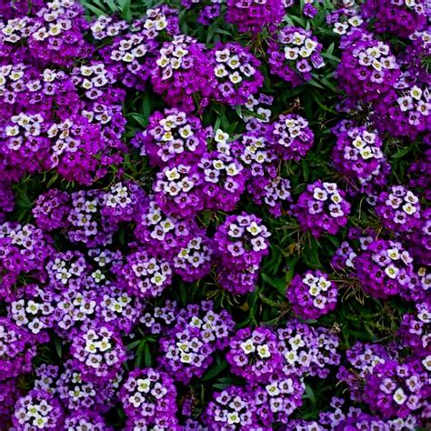 Bulk Royal Carpet Sweet Alyssum Seeds Lobularia Maritima Lo015c Etsy