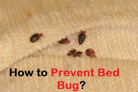 How to Prevent Bed Bug?