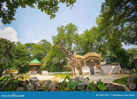 Zoo Negara Malaysia Editorial Photo Image Of Officially 158713211