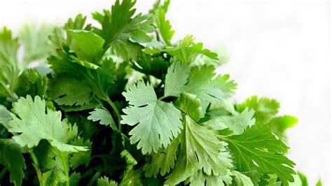 This Is The Difference Between Cilantro And Coriander Leaves