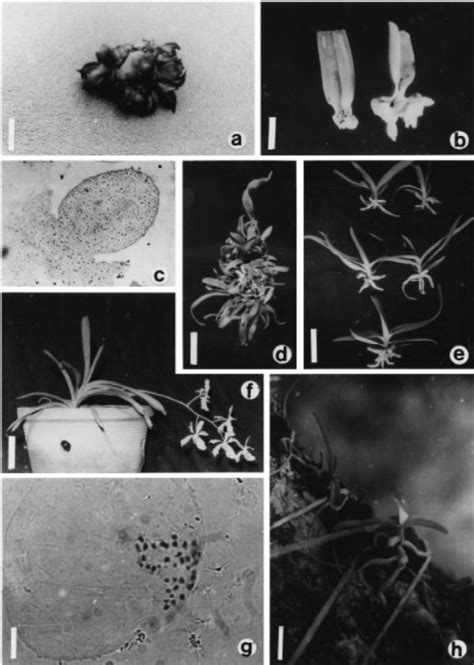 In Vitro Multiplication And Ecorehabilitation Of Vanda Coerulea Griff