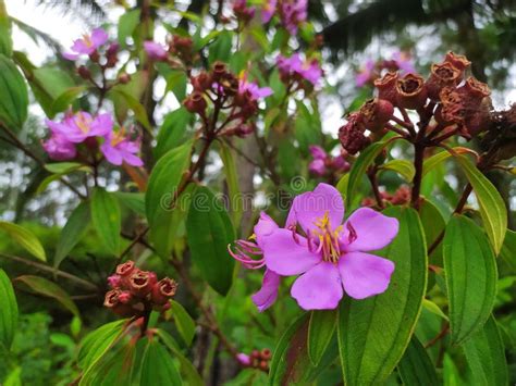 Tibouchina Urvilleana The Princess Flower Or Purple Glory Tree Stock