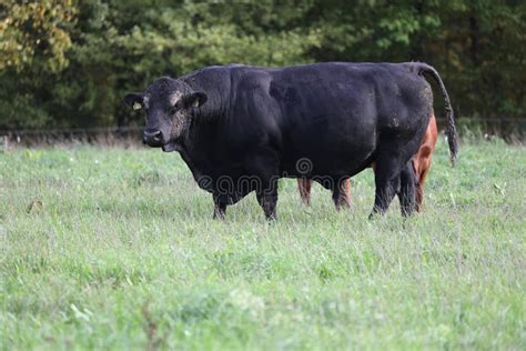 Big Strong Black Angus Bull On A Meadow With Green Grass Stock Image