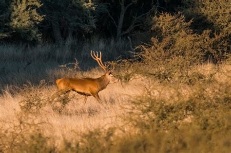 Ciervo Rojo En La Reserva Natural Parque Luro La Pampa Argentina Foto