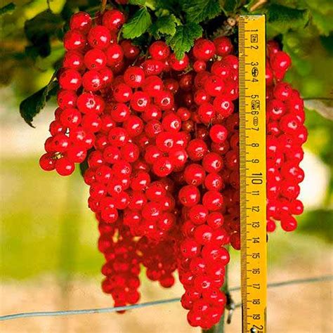 Смородина красная Ровада (7570): купить саженцы почтой в России ...