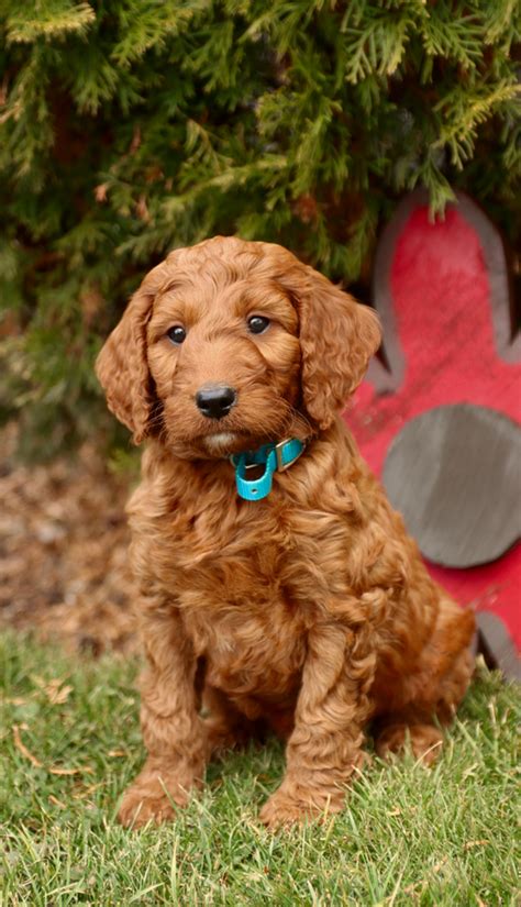 Irish Doodle Puppies for Sale | Buckeye Puppies