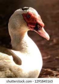 Hen Naked Neck Eating Trough Poultry Stock Photo Shutterstock