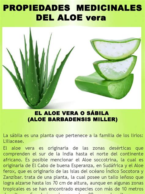 Propiedades Medicinales Del Aloe Vera 2 Antiinflamatorio Herida