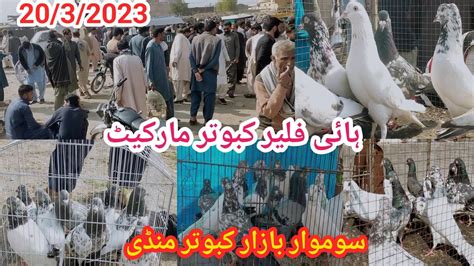 High Flyer Pigeon Market Kallar Syedan Kabootar Mandi Kabutar Mandi