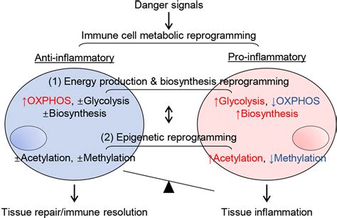 Metabolic Reprogramming In Immune Response And Tissue Inflammation