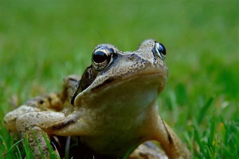 Difference Between Frog And Toad Contrasthub