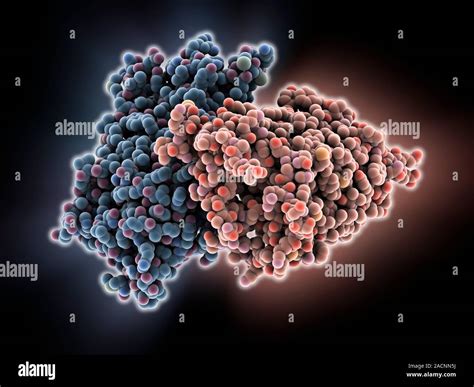 Rhodopsin molecule. Computer model showing the structure of a molecule ...