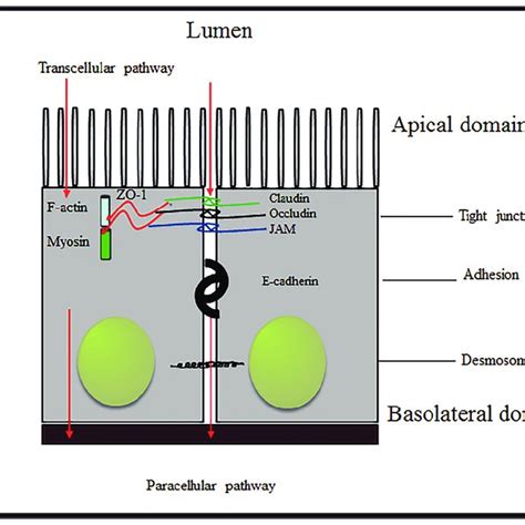 Schematic Diagram Of Junctional Complexes Showing The Location Of