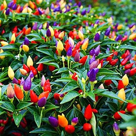 Amazon 5 Color Pepper Plant Seeds For Planting 25 Seeds