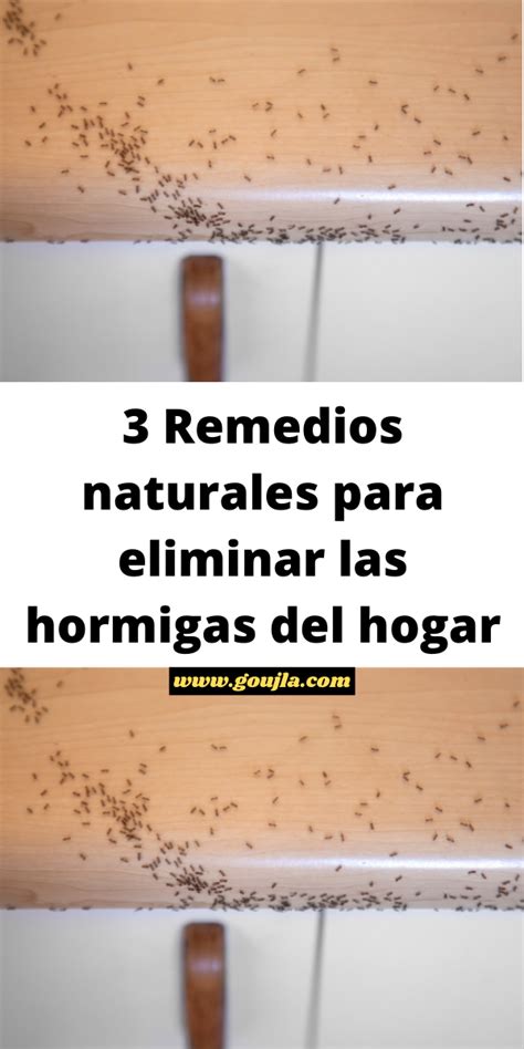 3 Remedios Naturales Para Eliminar Las Hormigas Del Hogar Artofit