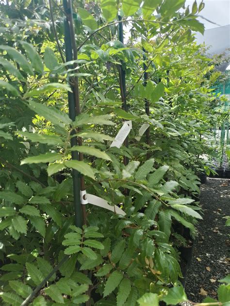 Magnolia 'Little Gem' — CJ's Plants