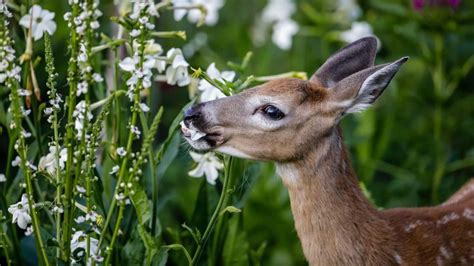 Comment Loigner Les Cerfs Des Plantes Conseils Pour Prot Ger Vos