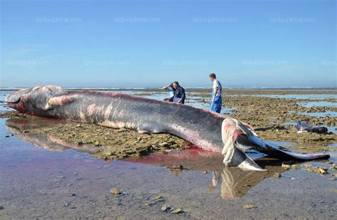 France Monde Une baleine de 20 mètres retrouvée morte sur une plage