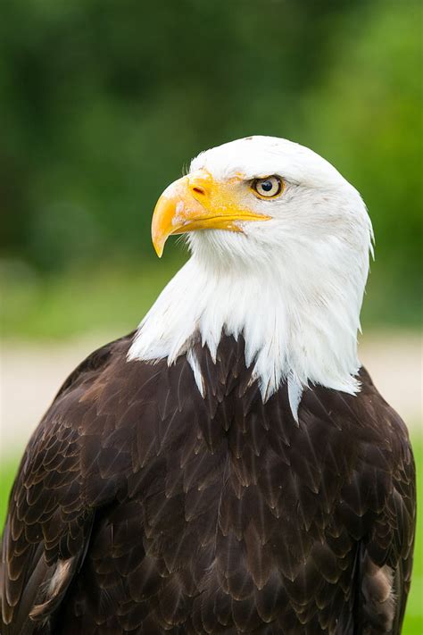 Free Photo Adler Eagle Observatory White Tailed Eagle Eagles