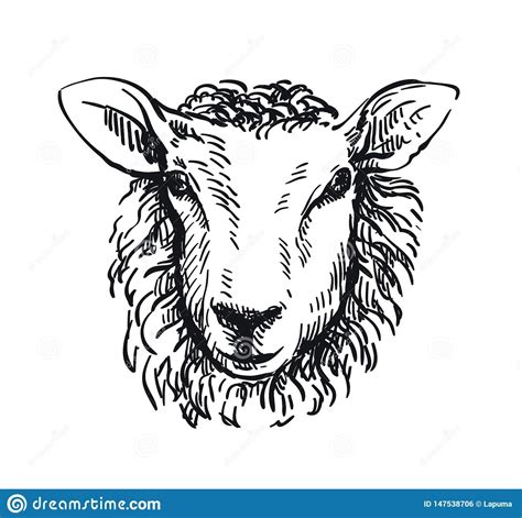 Drawing of Sheep`s Head in Full Face on White Background Stock Vector - Illustration of animal ...