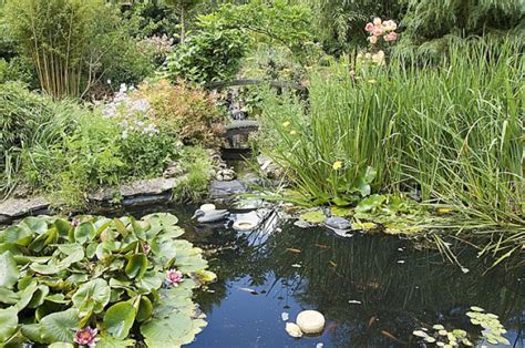 Plantes Aquatiques Etang Materiel De Bassins