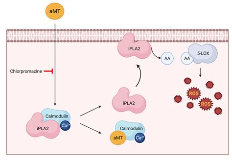 Melatonin Induces Ros Production In Cancer Cells Through Calmodulin