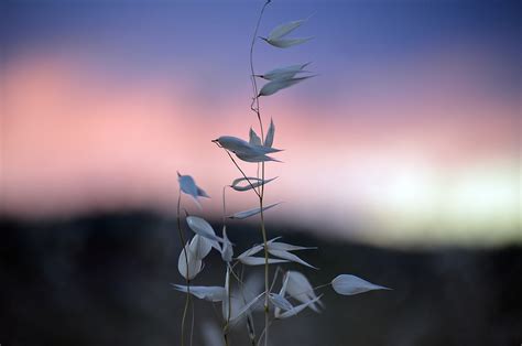 Wallpaper Sunlight Sunset Flowers Nature Reflection Grass