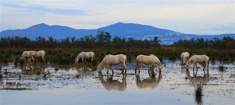 Parc Naturel Des Aiguamolls De L Empord Empord Turisme