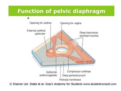 PPT - Pelvic Floor Dysfunction PowerPoint Presentation - ID:2208762