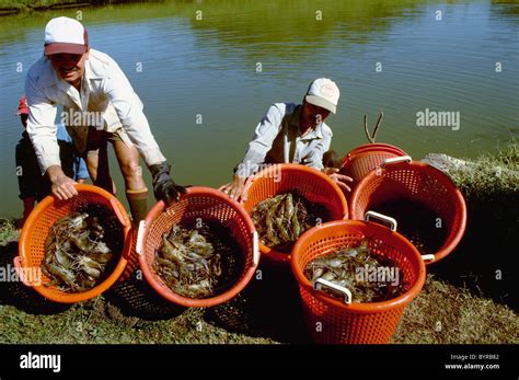 Giant River Prawn Farming at Rachel Thompson blog