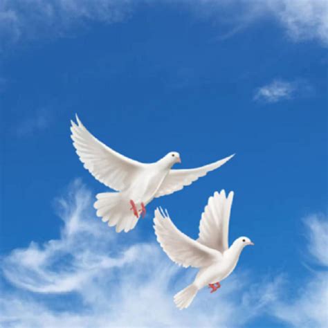 Two Hand Paintedpigeonwhite Peace Doves Flying High Hd Transparent