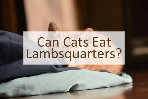 Can Cats Eat Lambsquarters Pet Food Mentor