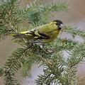 Carduelis spinus Siskin Grønsisken Vihervarpunen