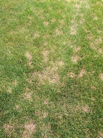 What Is Dollar Spot Disease In Lawns Captions Trend