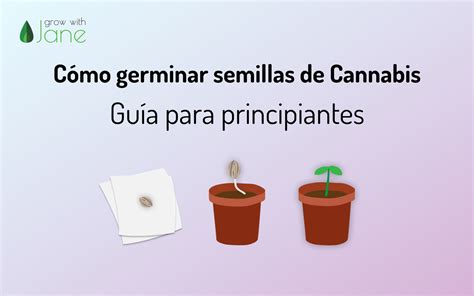 Cómo germinar semillas de cannabis una guía para principiantes