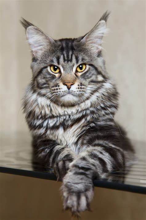 Lynx Maine Coon Cat