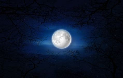 Wallpaper deep blue, moon, trees, night for mobile and desktop, section ...