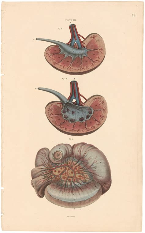 Lizars Pl 88 Illustrates The Structure Of The Jejunum And By