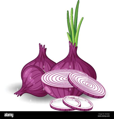 Isolated Red Onion Cartoon Illustration Stock Vector Image Art Alamy