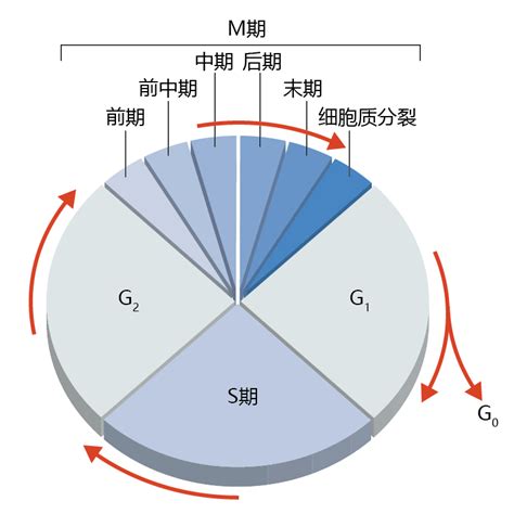 前期（生物学术语）百度百科