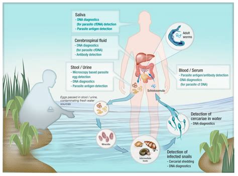 TropicalMed | Free Full-Text | DNA Diagnostics for Schistosomiasis Control 