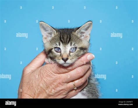 Close Up Of A Tabby Kitten With Fhv Herpes Viral Conjunctivitis In