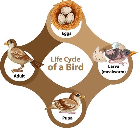 Life Cycle Of Birds Worksheet