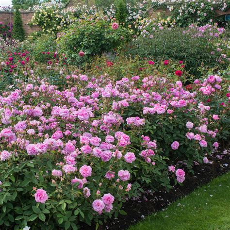 English Rose Shrubs - David Austin Roses