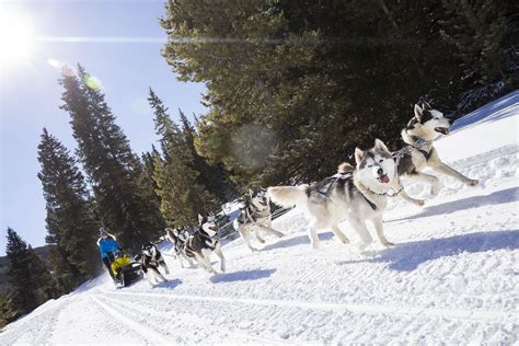 Breckenridge Dog Sledding Tours - Breckenridge, Colorado