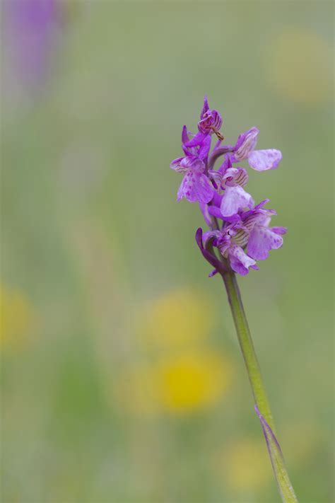 Orchidee Ditalia Guida Alle Orchidee Spontanee