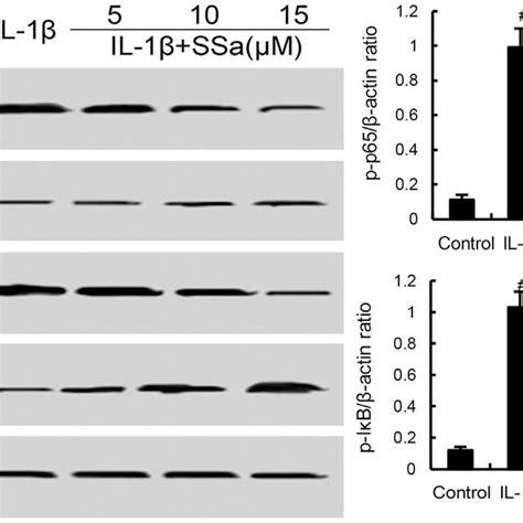 Ssa Inhibits Il 1β Induced Nf κb Activation And Iκbα Degradation The