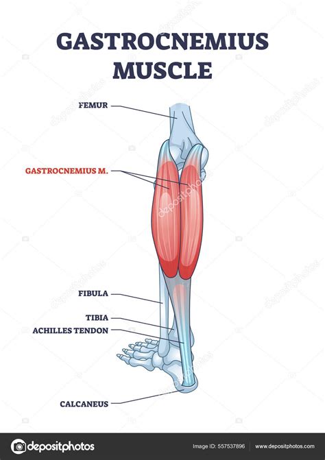 Músculo Gastrocnemio Con Estructura Anatómica De La Pierna Y El Tobillo